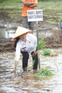 Gerakan Tanam Padi Bersama di Touliang Kakas, Wabup Vanda Sarundajang Dorong Ketahanan Pangan Minahasa