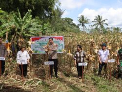 Polres Minahasa Panen Raya Jagung, Perkuat Langkah Menuju Swasembada Pangan 2026