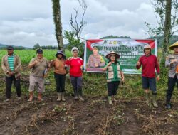 Polri dan Petani Bersinergi, Penanaman Jagung 3 Hektare di Tempang Tiga Dukung Asta Cita Ketahanan Pangan Nasional