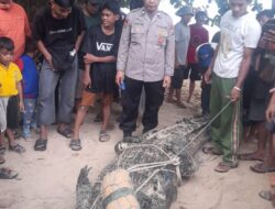Sigap! Nelayan Kolongan Tangkap Buaya Liar yang Muncul di Pantai Tinggian