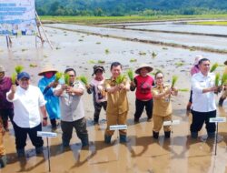 Wabup Minahasa Dampingi Wagub Sulut dan Kementan RI Gerakan Tanam Padi di Touliang