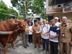 Bupati Minahasa Serahkan Bantuan Sapi Kurban Presiden RI di Masjid Imam Bonjol Pineleng