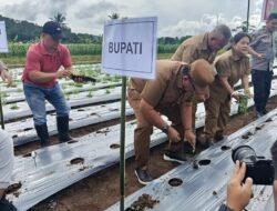 Tanam Cabai Rawit di Remboken, Bupati Minahasa Bersama Forkopimda Dorong Ketahanan Pangan dan Pengendalian Inflasi