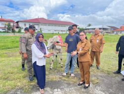 Wakil Bupati Vanda Sarundajang Serahkan Hewan Kurban Pemkab Minahasa untuk Umat Muslim
