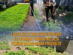 Lapas Bitung Maksimalkan Lahan Pertanian untuk Perkuat Ketahanan Pangan dan Pembinaan Warga Binaan