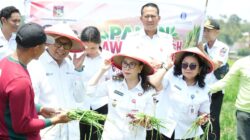 Panen Bawang Merah di Langowan, Wabup Vanda Sarundajang Dorong Penguatan Pangan dan Ekonomi Petani