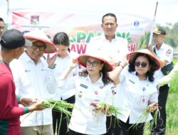 Panen Bawang Merah di Langowan, Wabup Vanda Sarundajang Dorong Penguatan Pangan dan Ekonomi Petani